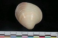 藏品(夕陽黃文蛤)的圖片